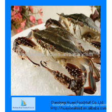 Frozen wholesale live crab